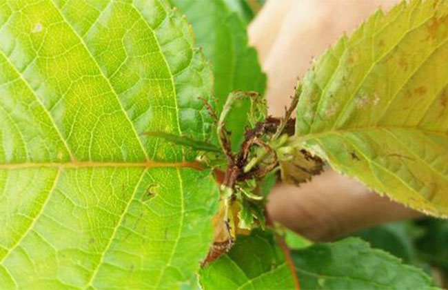 玛瑙红樱桃种植方法 玛瑙红樱桃种植方法
