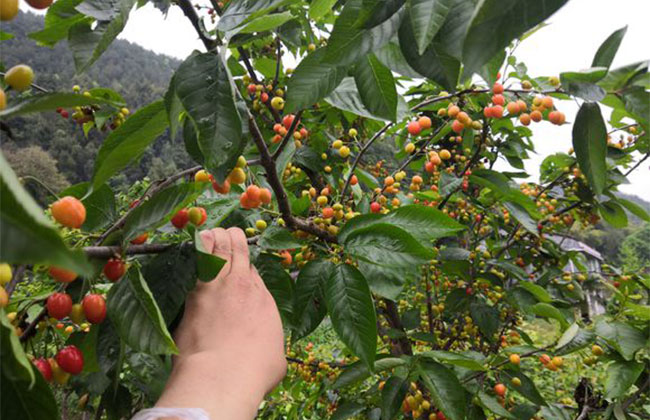 玛瑙红樱桃种植方法 玛瑙红樱桃种植方法