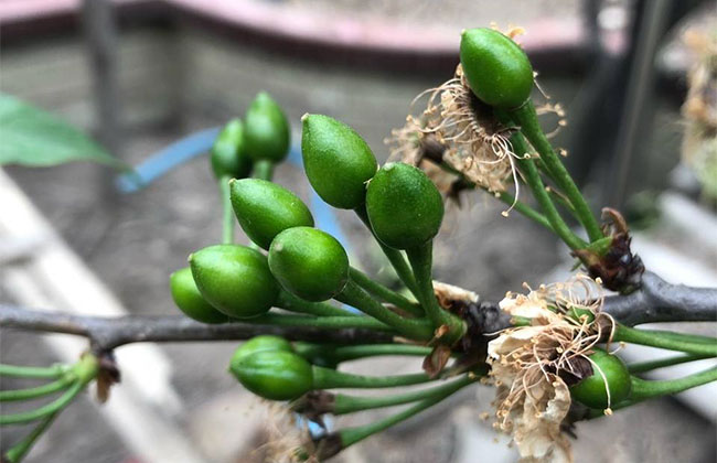 玛瑙红樱桃种植方法 玛瑙红樱桃种植方法
