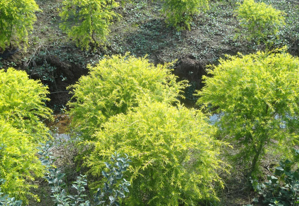 圆头造型树