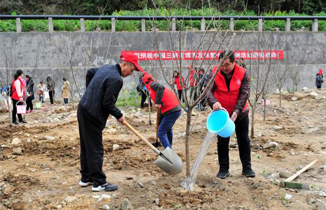 春季种植的苗木夏季回芽是什么原因? 春季种植的苗木夏季回芽是什么原因?