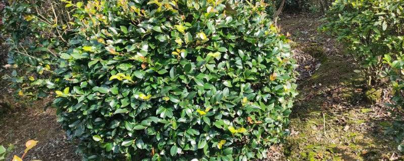 150公分茶梅球
