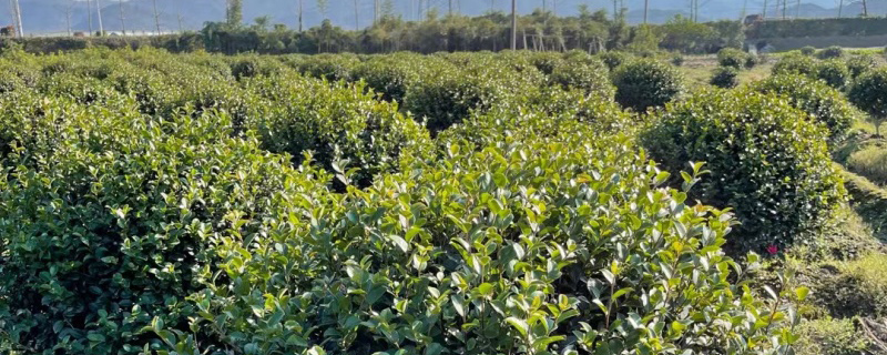 120公分茶梅球价格多少钱一棵