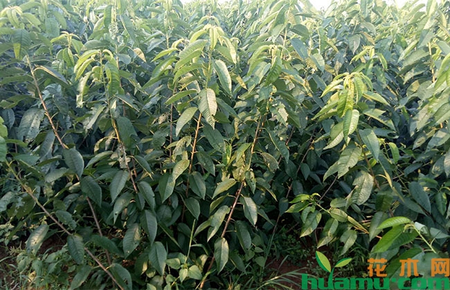 黄蜜大樱桃 黄蜜大樱桃
