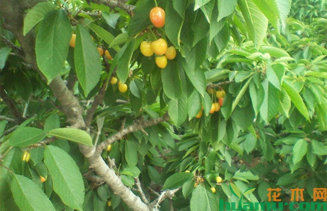 黄蜜大樱桃 黄蜜大樱桃