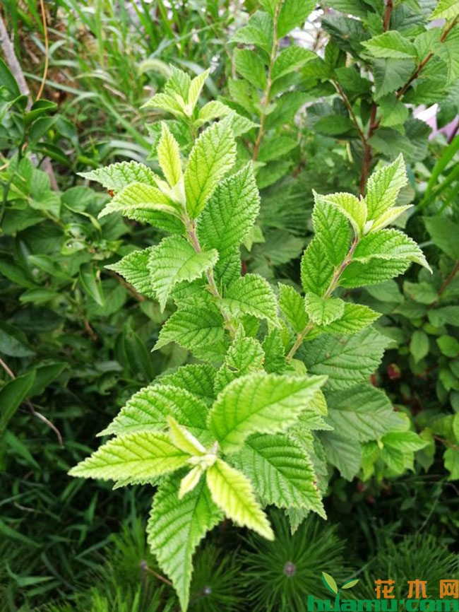 黄蜜大樱桃 黄蜜大樱桃