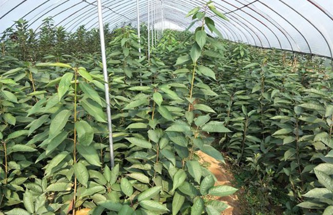 黄蜜大樱桃 黄蜜大樱桃