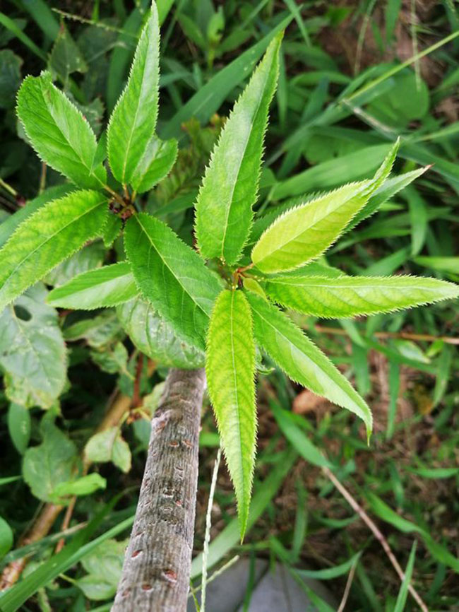 黄蜜大樱桃 黄蜜大樱桃