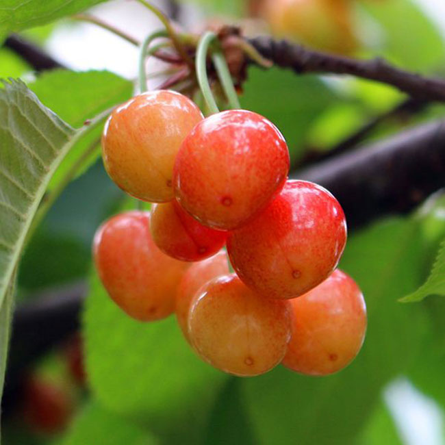 黄蜜大樱桃 黄蜜大樱桃