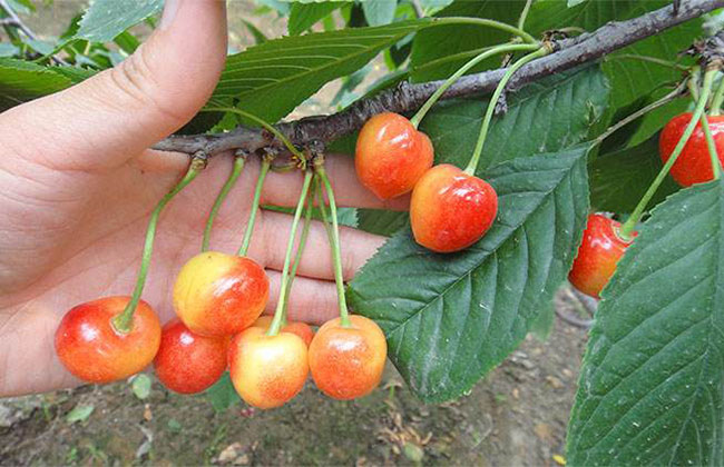 黄蜜大樱桃 黄蜜大樱桃