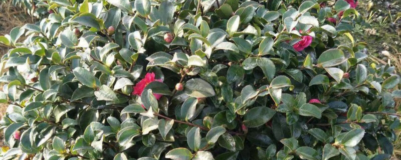 50公分茶梅球价格多少钱一棵