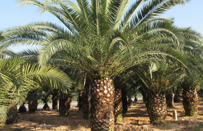 加拿利海枣基地实拍