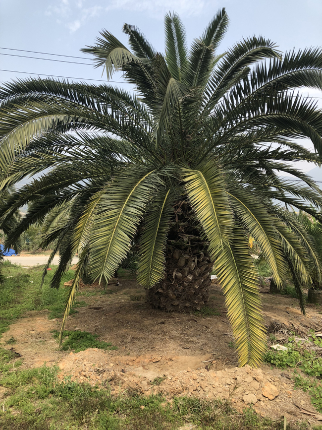 加拿利海枣基地实拍