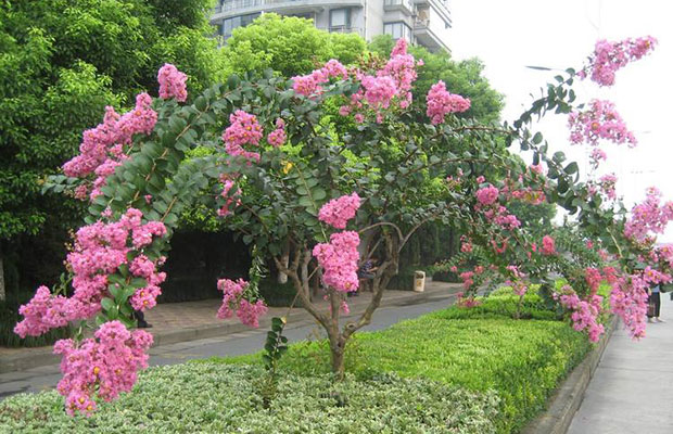 紫薇7.jpg