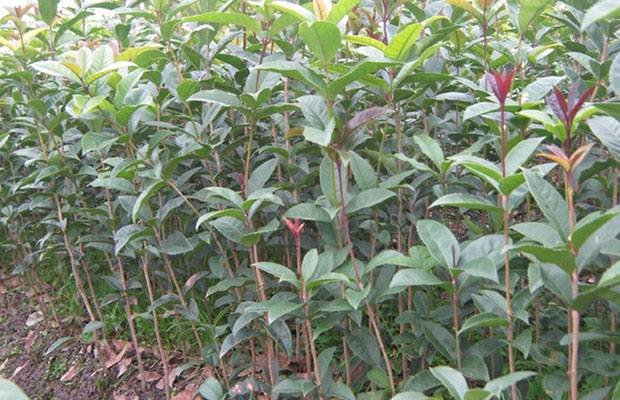桂花树4.jpg