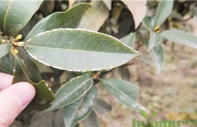 南方春季园林植物病虫害治理办法