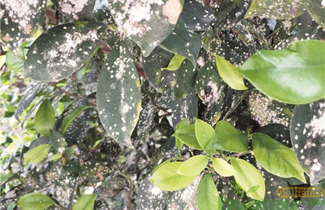 深圳榕树蚧壳虫为害.jpg