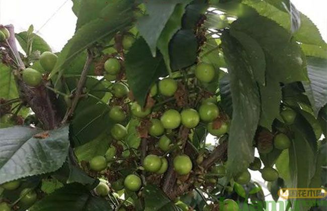 白玉樱桃树苗6.jpg 白玉樱桃树苗6.jpg