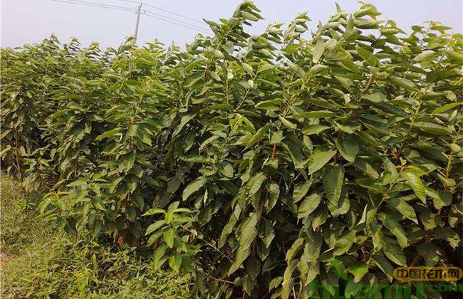 樱桃在哪里种植？