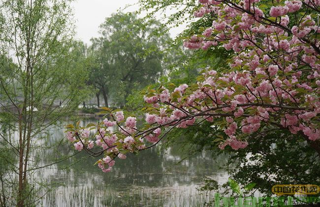 日本早樱什么时候开花? 日本早樱什么时候开花?