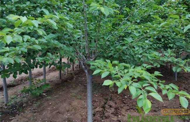 日本早樱什么时候开花? 日本早樱什么时候开花?