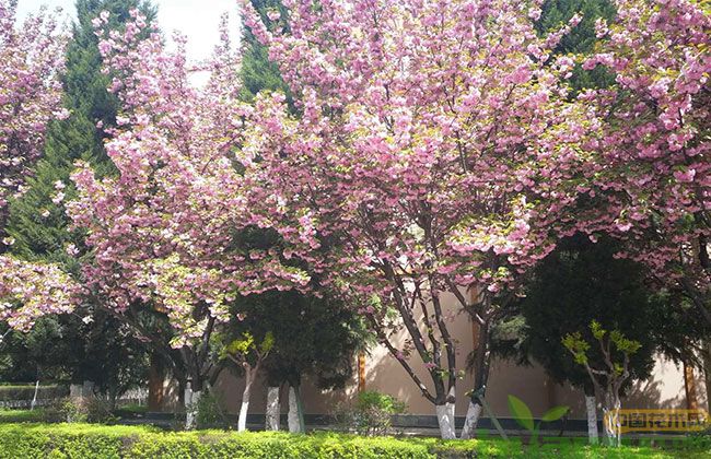 日本早樱的种植方法 日本早樱的种植方法