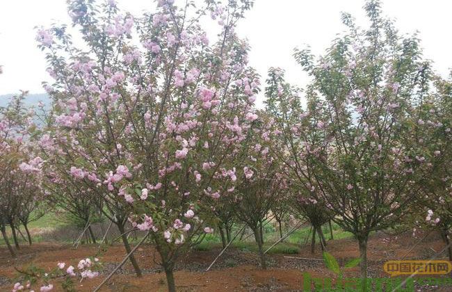 日本早樱的种植方法 日本早樱的种植方法