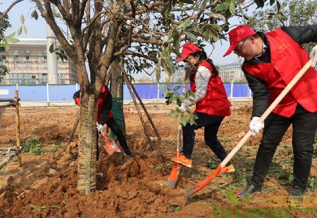 做好这几点可以提高春季植树成活率