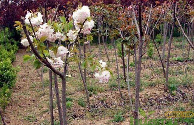 日本早樱的种植方法 日本早樱的种植方法