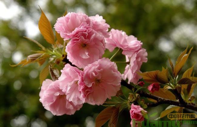日本早樱的种植方法 日本早樱的种植方法