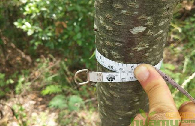日本早樱的种植方法 日本早樱的种植方法