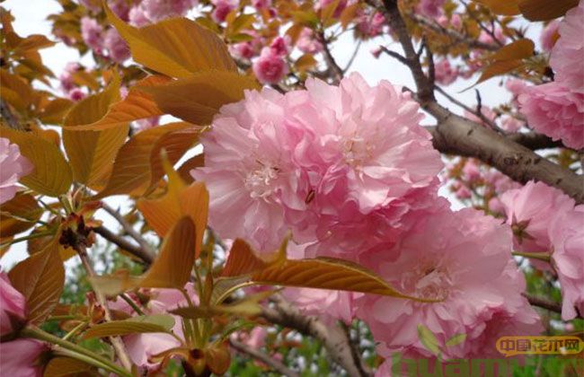 日本早樱种植时间