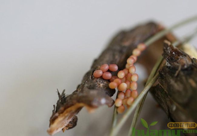 蛀干害虫虫卵