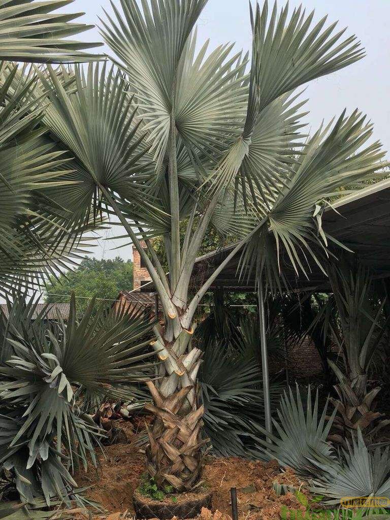 棕榈种植基地实拍.jpg 棕榈种植基地实拍.jpg