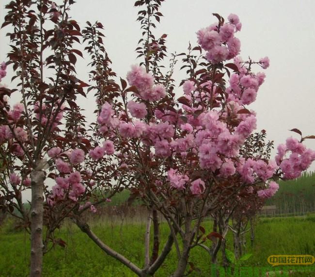 樱花怎么育苗？