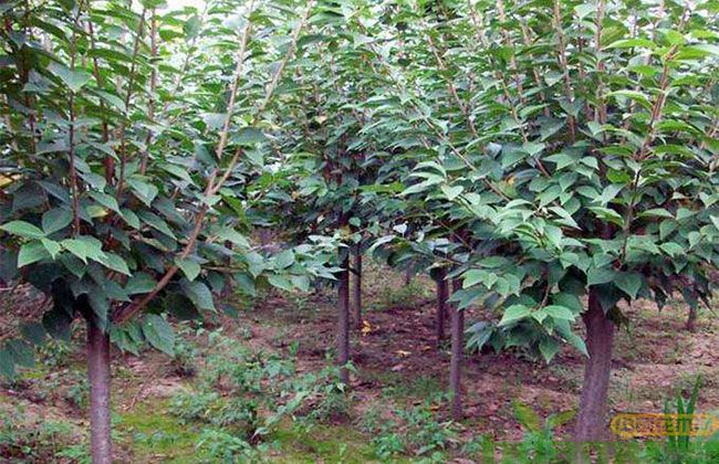 樱花树怎么繁殖? 樱花树怎么繁殖?