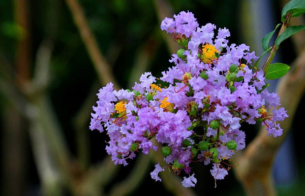 紫薇花室内养殖好不好？