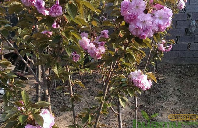 樱花树怎么繁殖? 樱花树怎么繁殖?