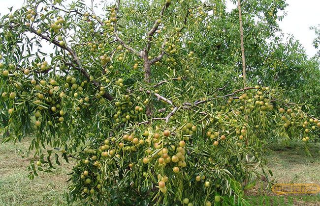 矮化枣树苗价格 矮化枣树苗有什么特点?