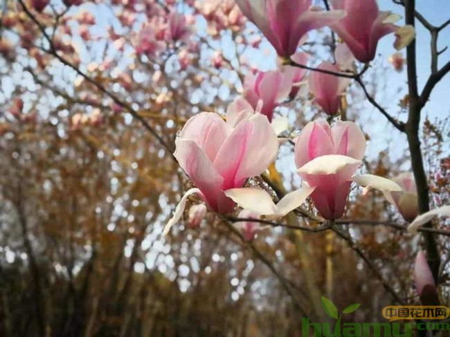 樱花实拍.jpg