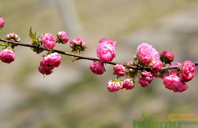 樱花树的种植方法 樱花树的种植方法