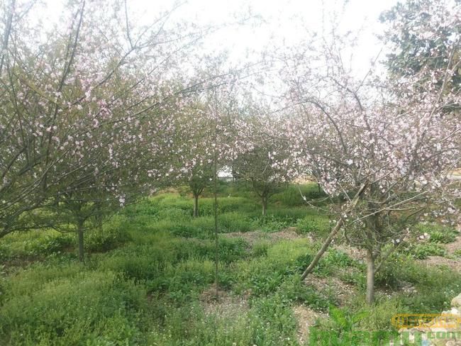 樱花常见品种.jpg