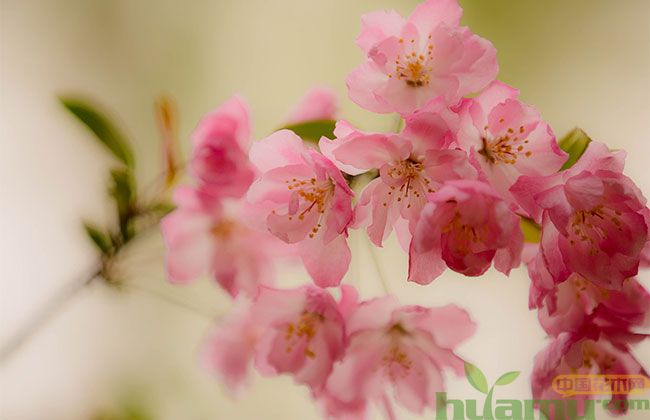 樱花树几年可以开花 樱花树几年可以开花