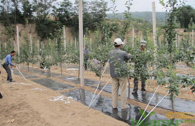 苗木种植为什么离不开石硫合剂? 苗木种植为什么离不开石硫合剂?