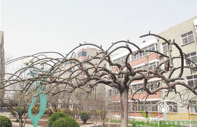 龙爪槐什么季节修剪？修剪的注意事项有哪些？