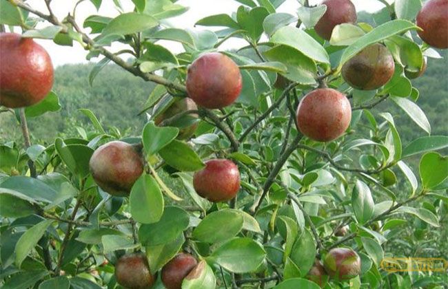 2019年油茶苗多少钱一棵？油茶苗栽种注意事项分享