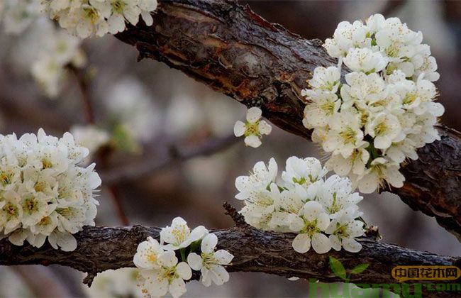 李子树花果期管理技术 李子树花果期管理技术