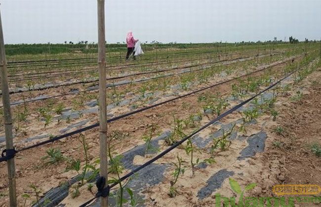 矮化枣树苗价格 矮化枣树苗价格