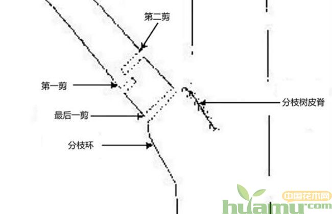 我国园林行业苗木修剪标准 我国园林行业苗木修剪标准