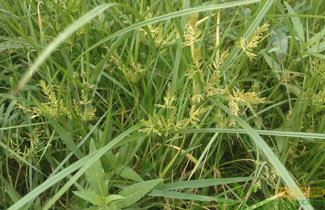 草坪莎草科杂草防治对策